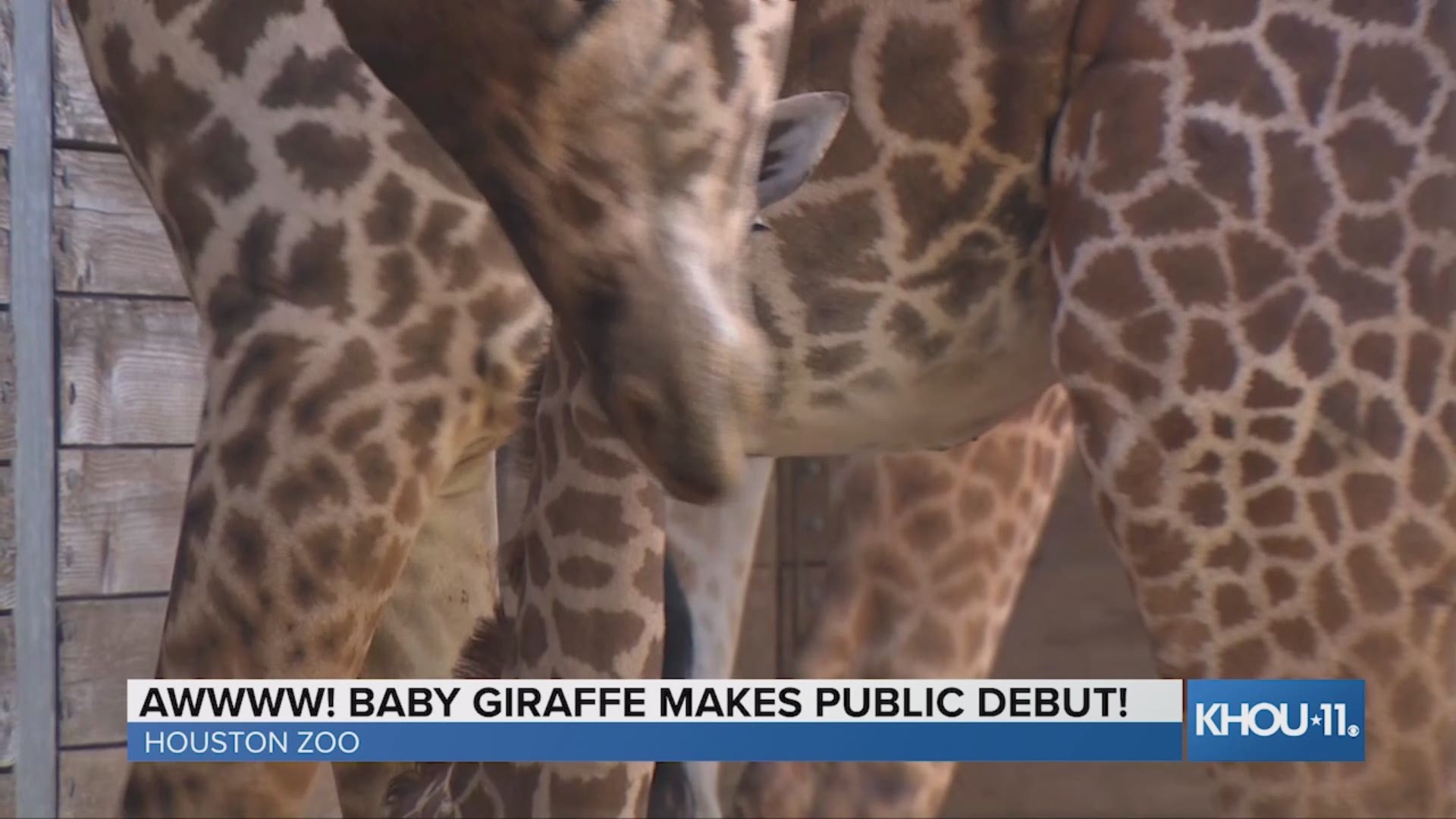 The Houston Zoo’s 1-week-old Masai giraffe joined the herd and made his public debut Tuesday morning. The zoo also announced his name – Bobbie.