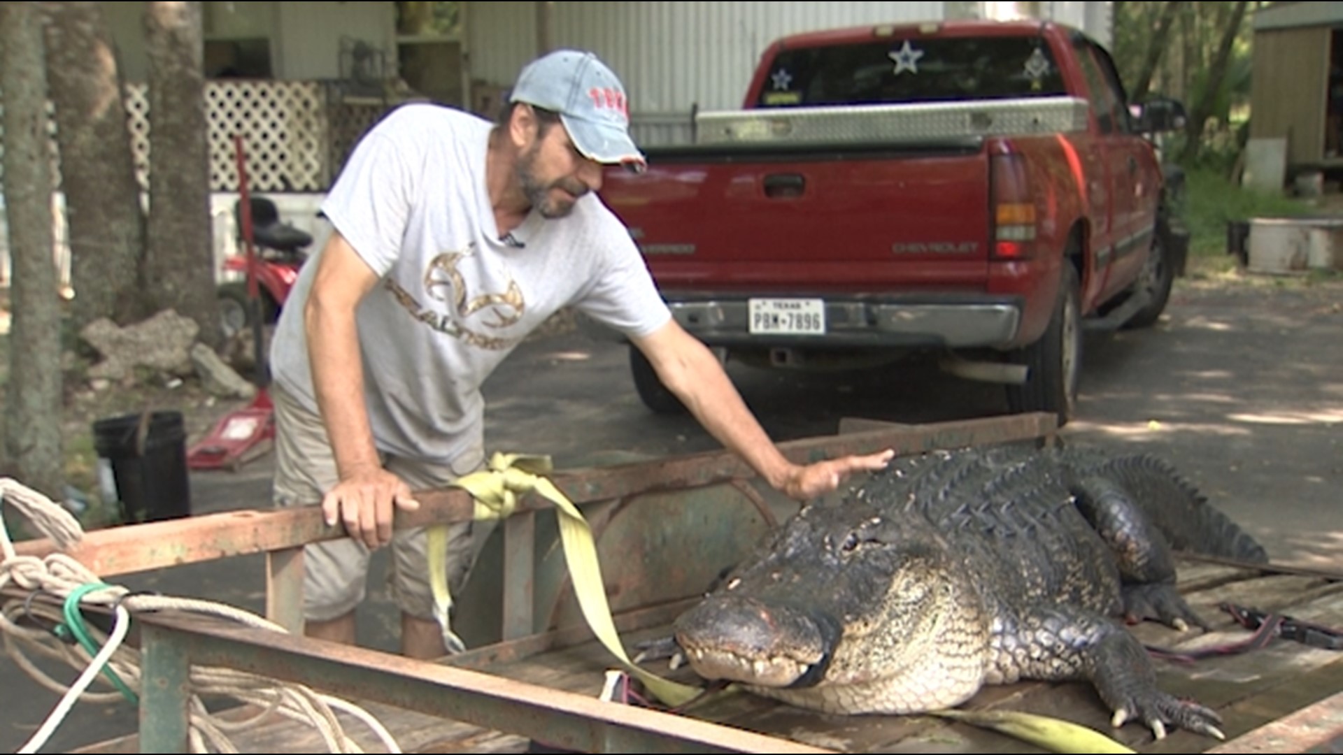 It’s alligator mating season and trained wranglers like Tim DeRamus are racing to neighborhoods across the Greater Houston area to “save the gators from the public.”