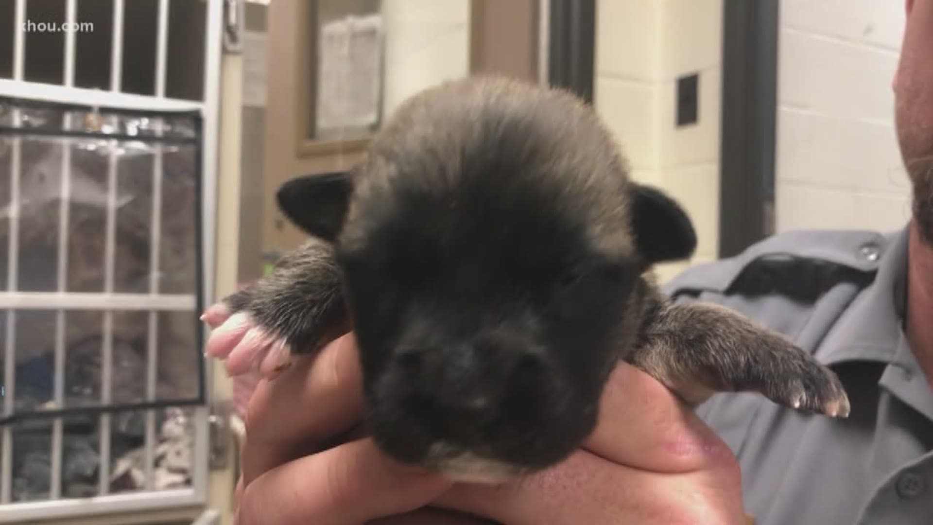 The newborn puppies found dumped near Highway 99 in Cypress Thursday are getting plenty of TLC at the Harris County Animal Shelter. 

Employees are bottle-feeding the seven hungry little puppies that haven't even opened their eyes yet.