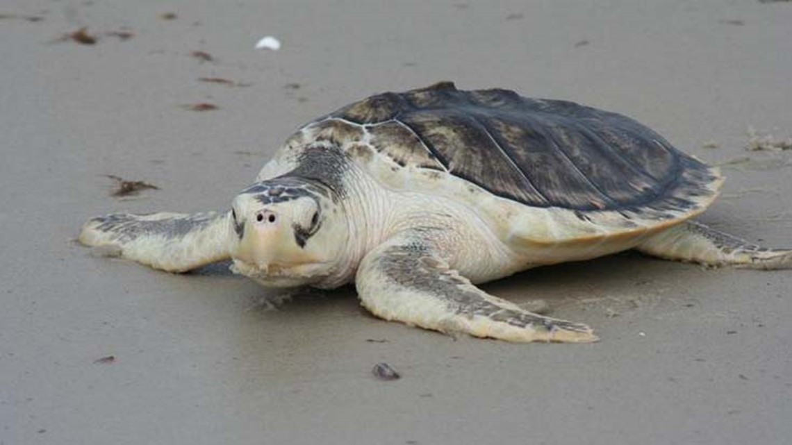 What to do if you see a sea turtle on Texas beaches | khou.com