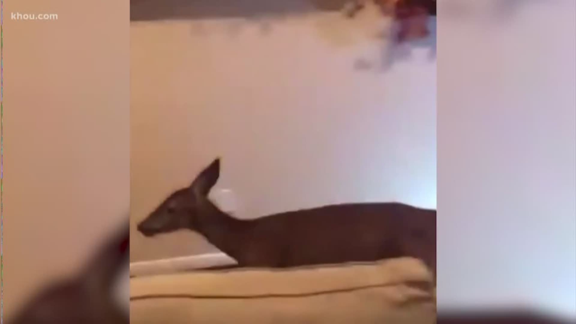 A deer "broke into" a home in Kingwood this week, and the incident was caught on video.