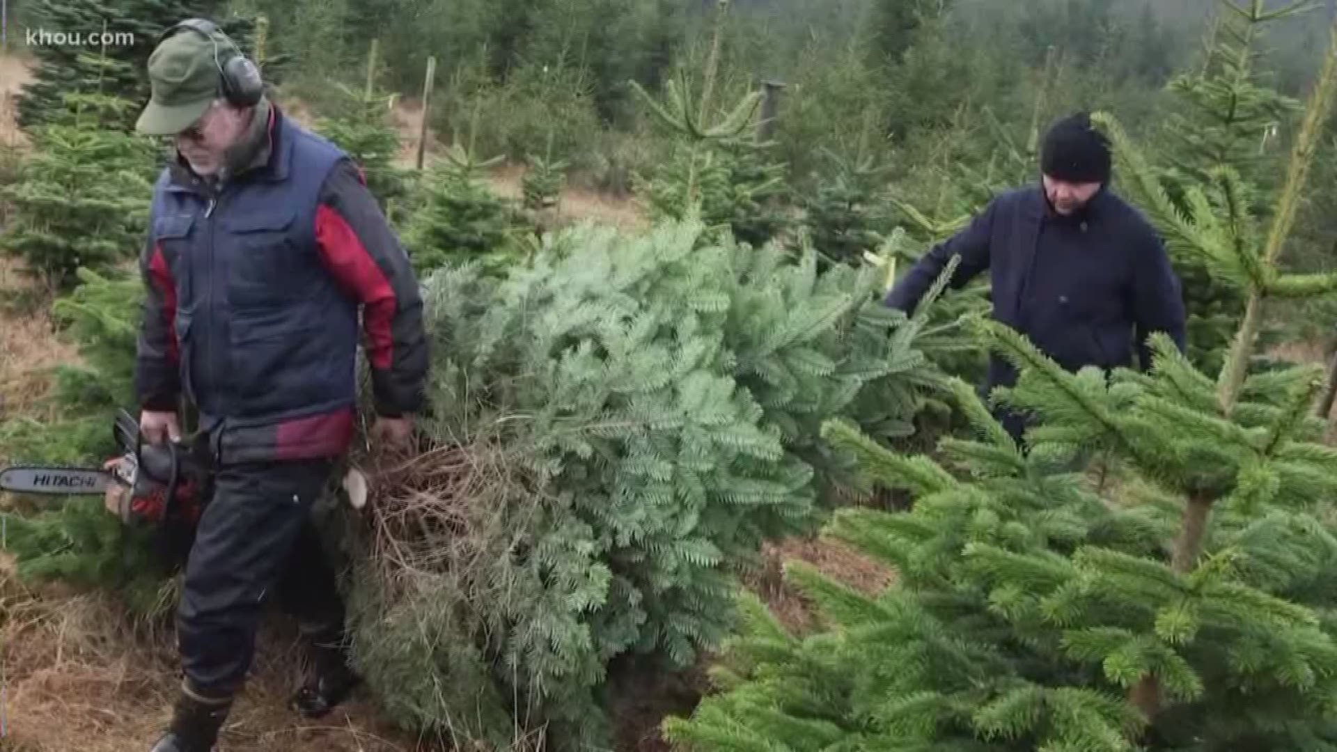Verify Is there a Christmas tree shortage