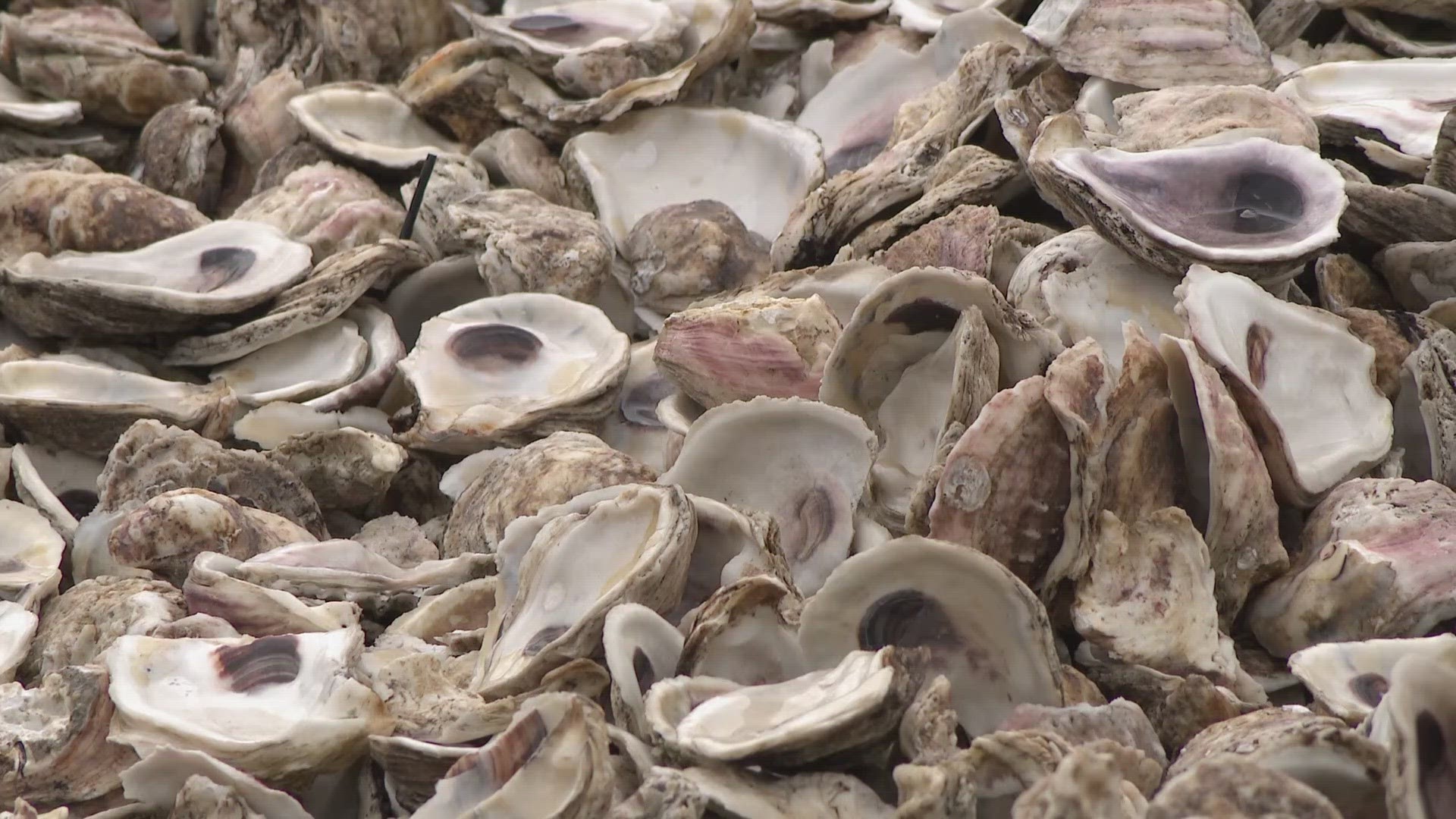 You can help restore Galveston Bay by eating at the restaurants that participate in the oyster recycling program.