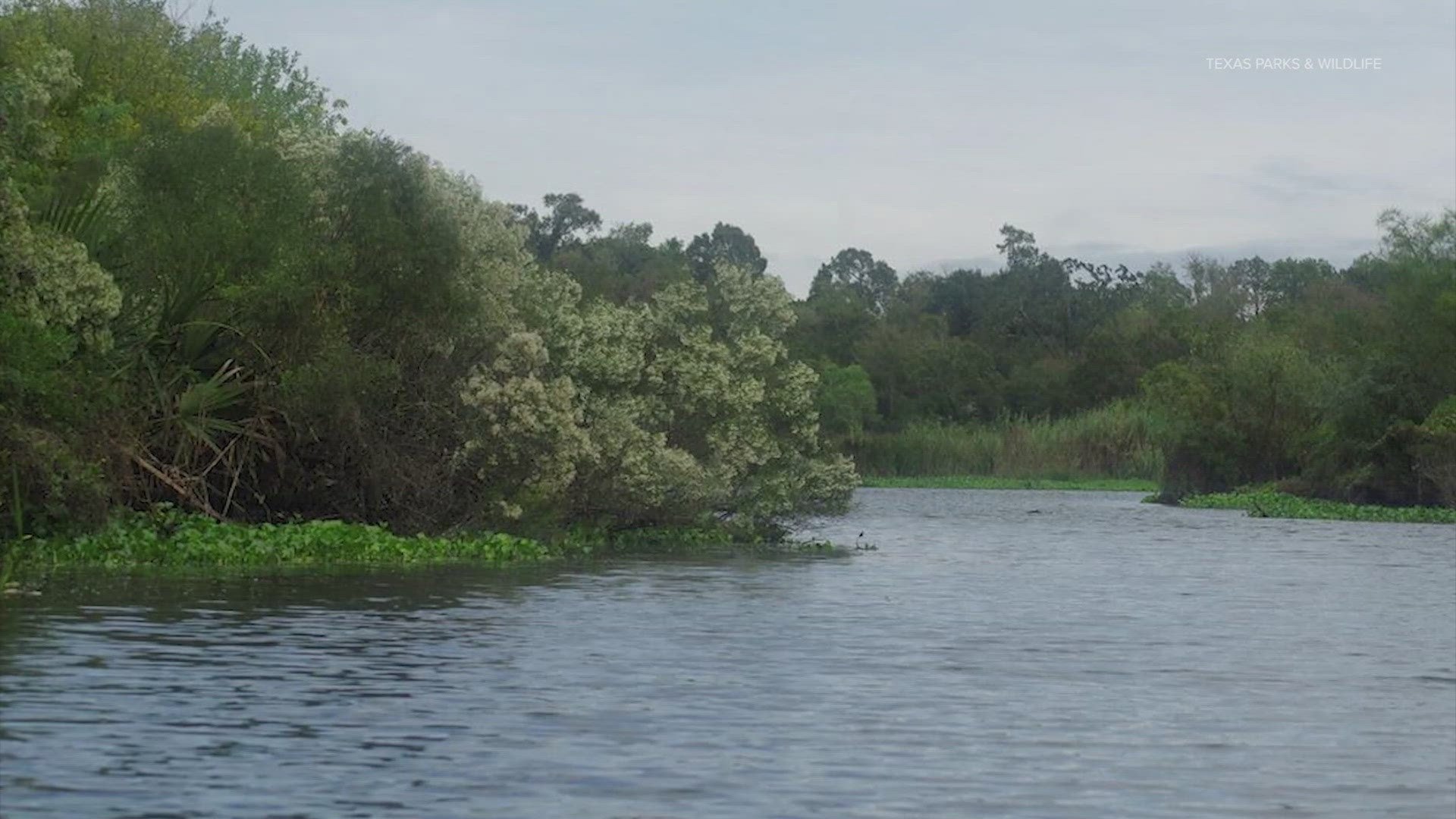 The HPD dive team found the woman's remains with the gator in Horseshoe Bay near El Dorado Boulevard after her husband reported her missing.