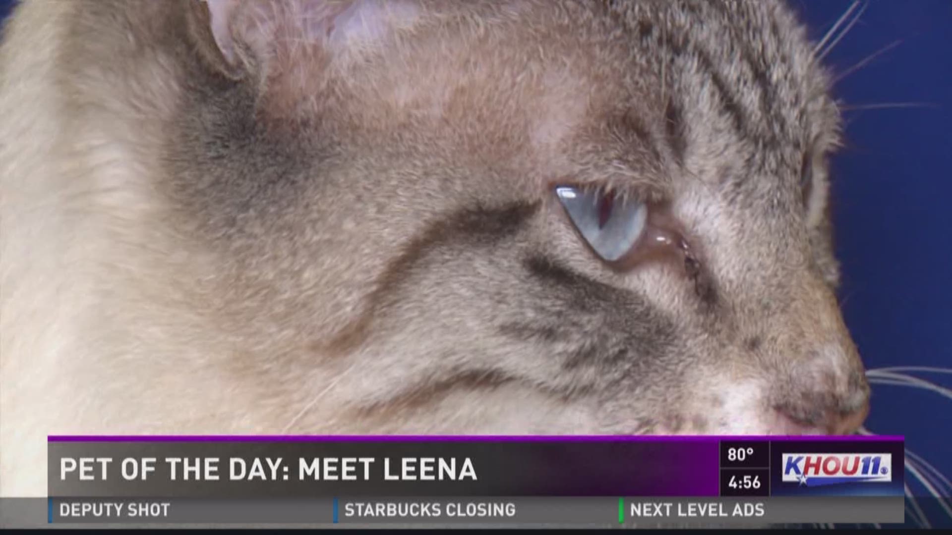 Pet of the Day: Meet Leena