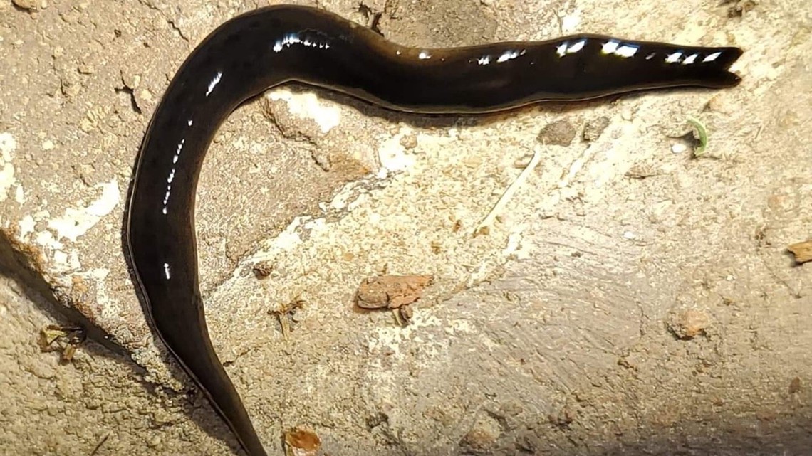 Pearland woman discovers potentially parasitic worms in her backyard - KHOU.com thumbnail