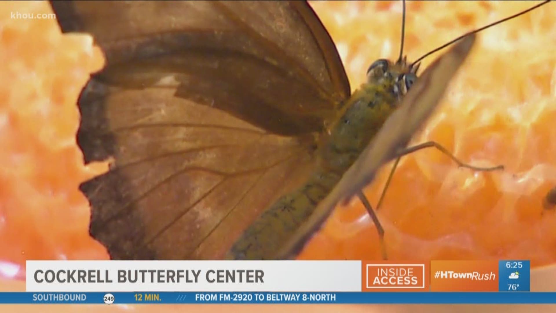 Brandi takes you behind the scenes to show you how HMNS staff help hatch about butterflies a week.