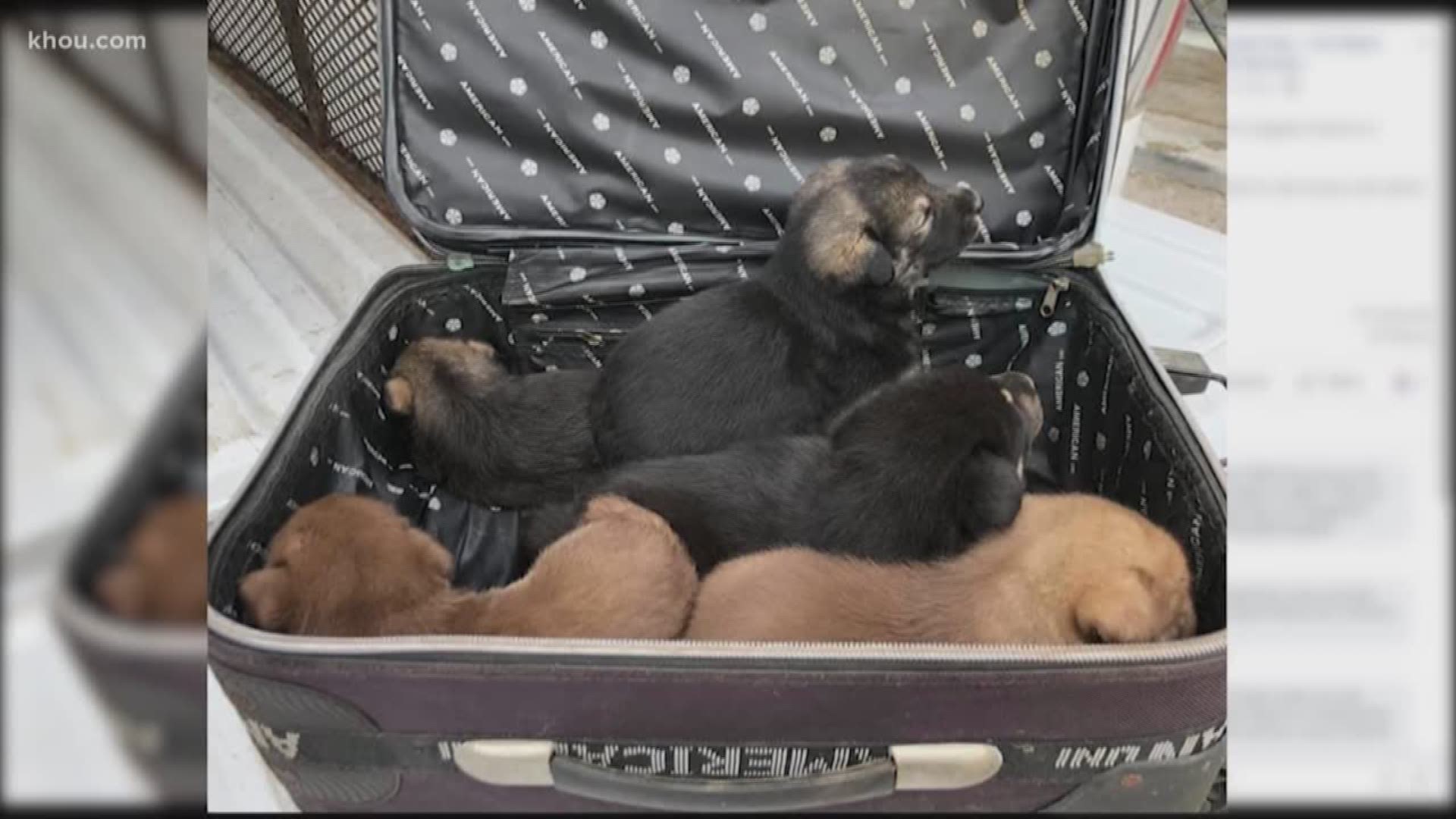 An adorable litter of puppies was found abandoned inside an open suitcase at a Fort Bend County park Thursday morning.