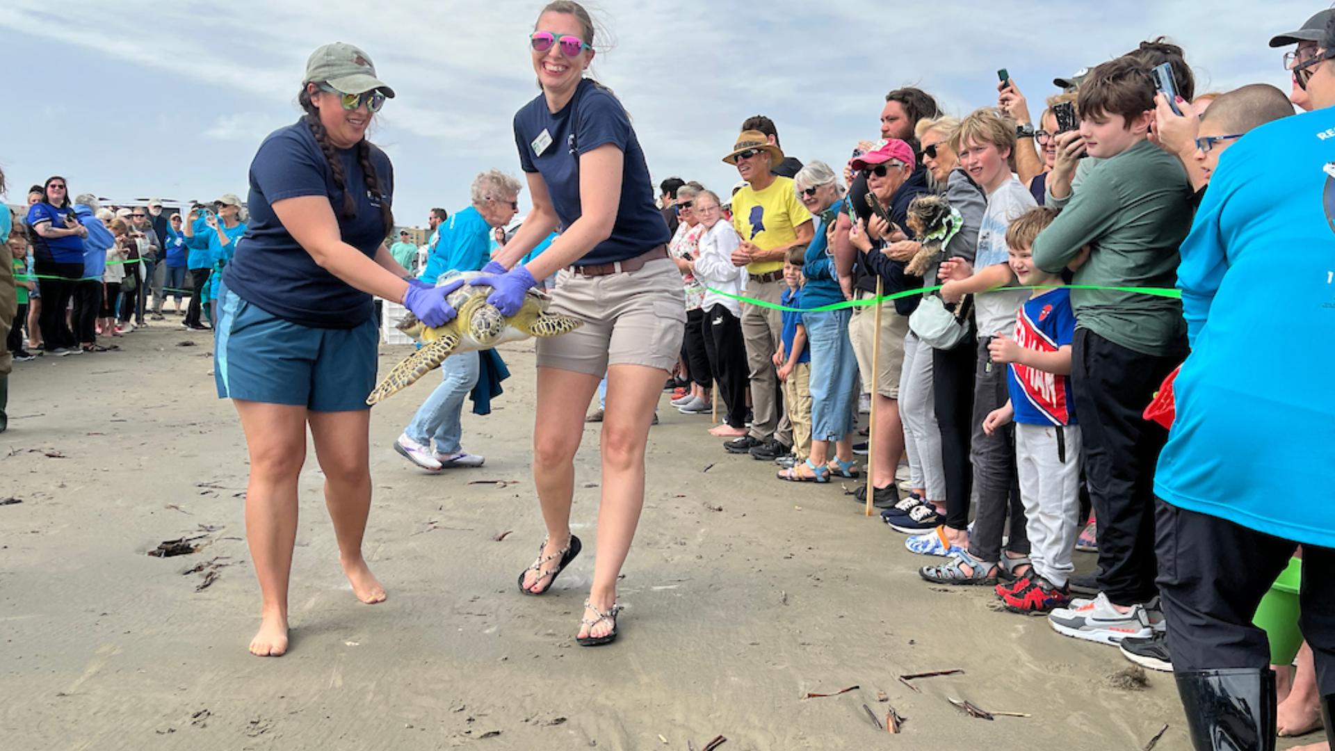 Green sea turtles released into Gulf after months of rehab in Houston ...