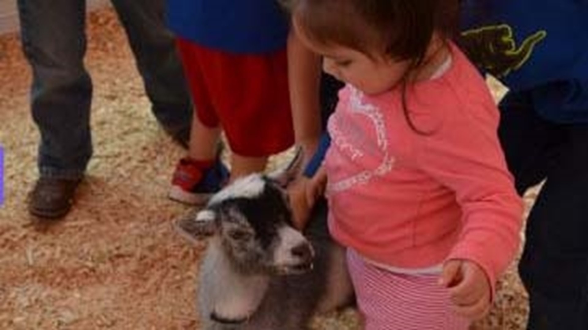 Photos: Rodeo petting zoo | khou.com