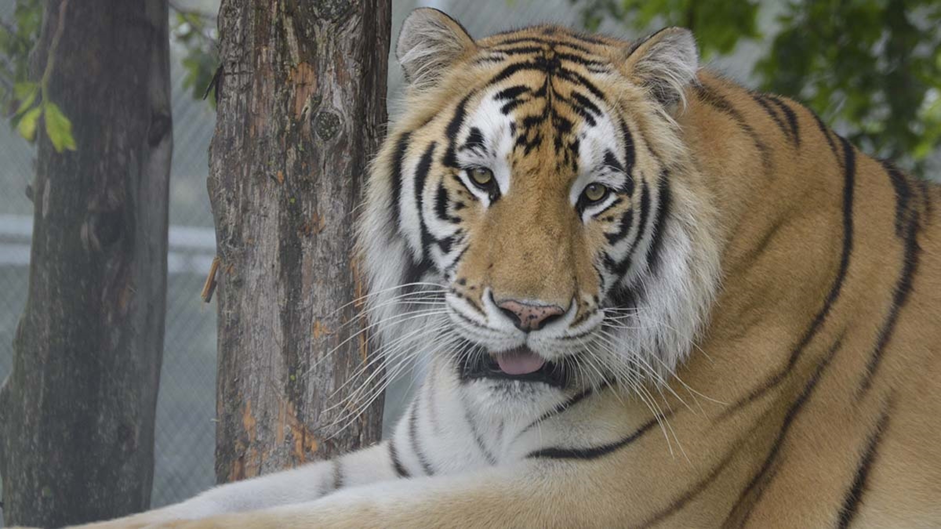 We have an update on a tiger that made national headlines five years ago when some people found him in an abandoned Houston home where they'd gone to smoke weed.
