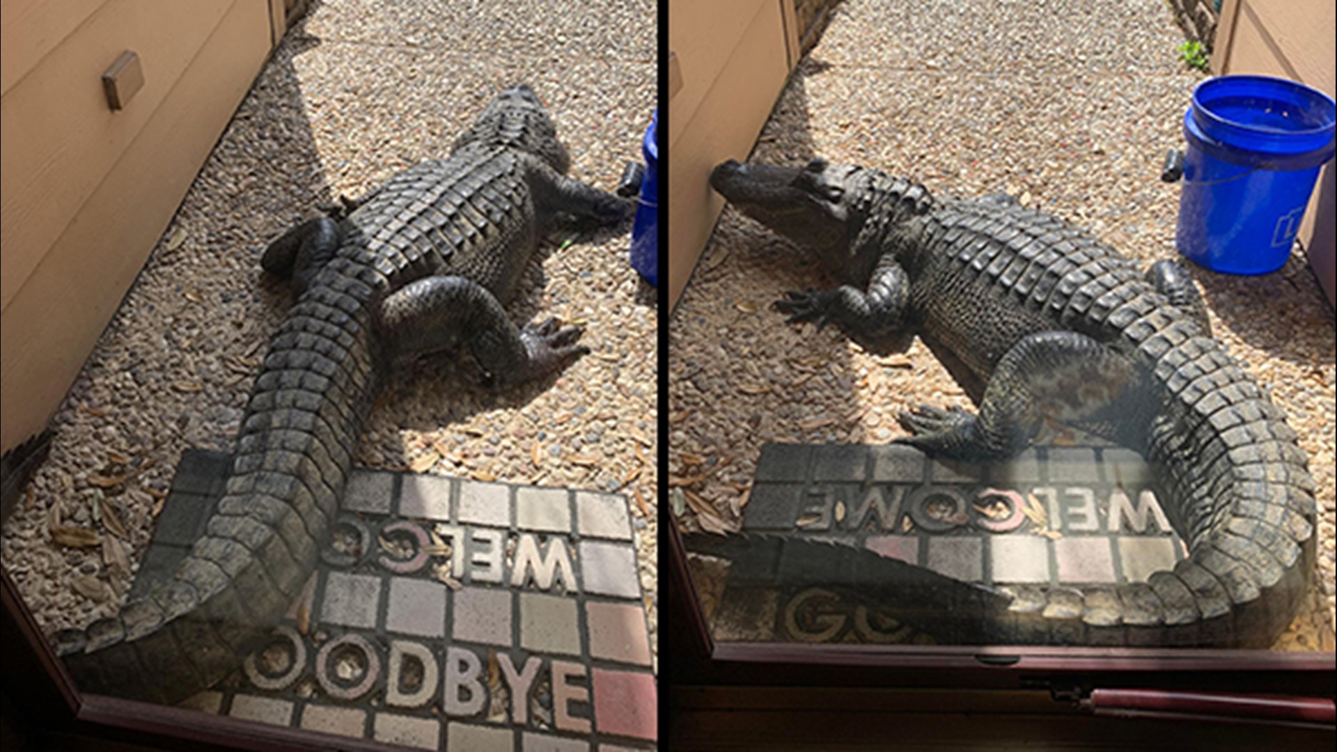 Imagine opening your front door to find a massive gator less than a step away!