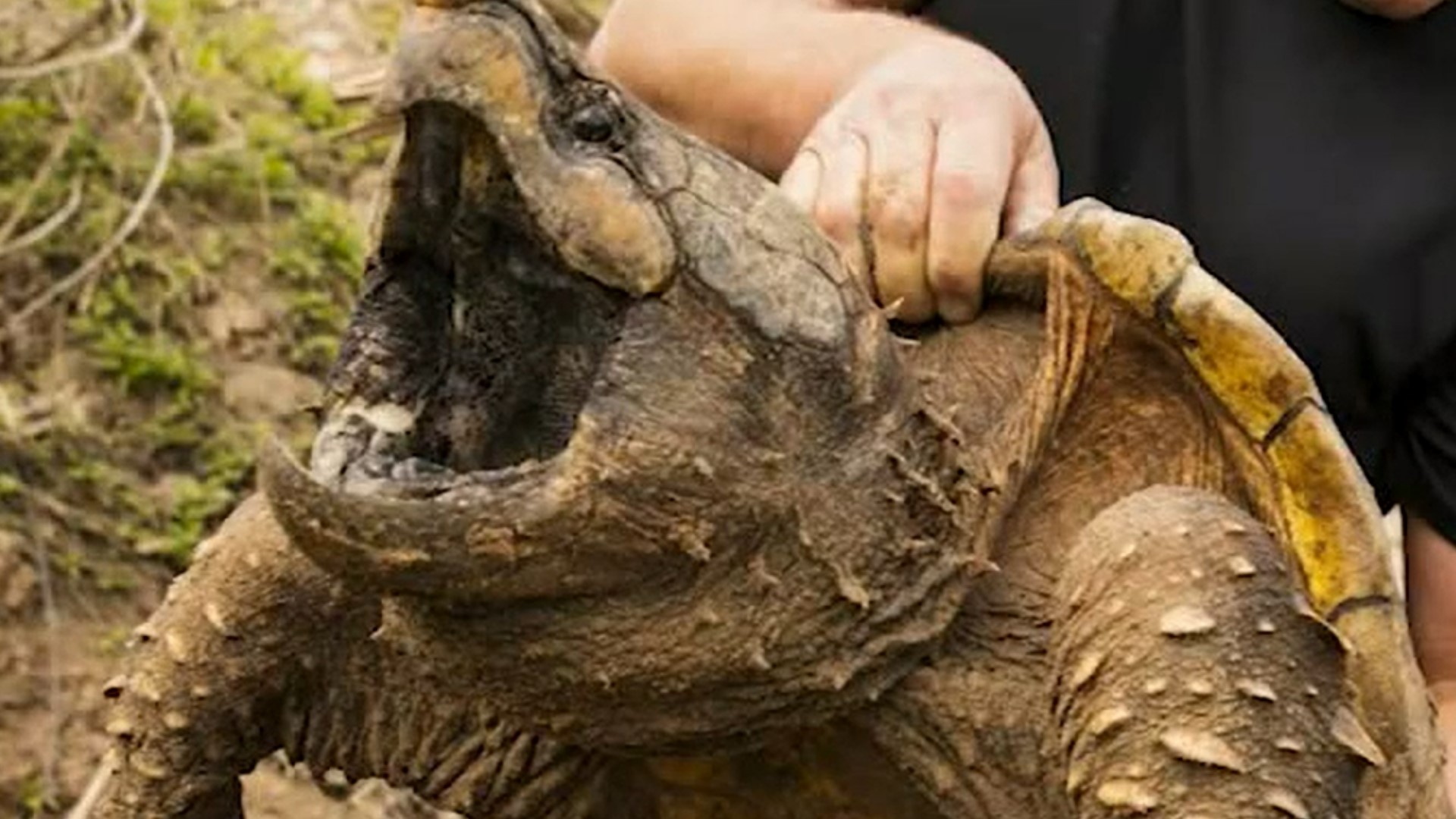 Reward offered for tips on alligator snapping turtle poaching | khou.com