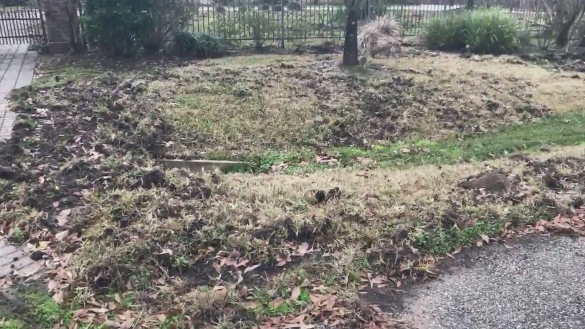 'They're aggressive. They're a nuisance," and residents of The Woodlands are ready for the township to take stiffer action to remove feral hogs from neighborhoods.