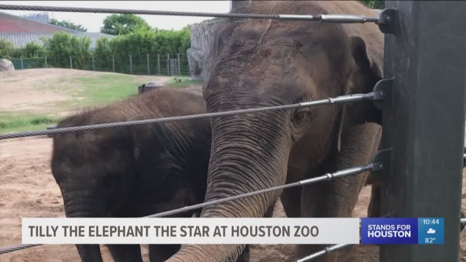 One of the newest additions to the Houston Zoo is stealing hearts and stealing the show. Families can't get enough of Tilly, the baby elephant.