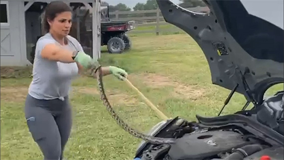 Woman removes snake from car engine | Houston, Texas news | khou.com