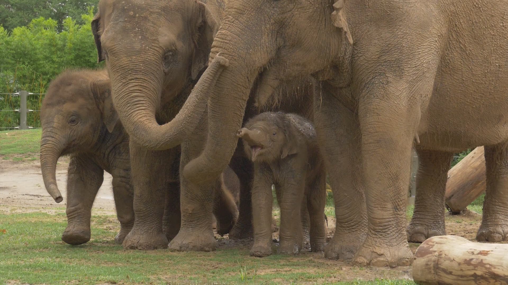 The Houston Zoo's new baby elephant was the guest of honor at a giant pachyderm party Tuesday. Tilly took her first steps outside with mom Tess following closely behind. The two-day-old baby was greeted warmly by the rest of the herd in the McNair Asian E