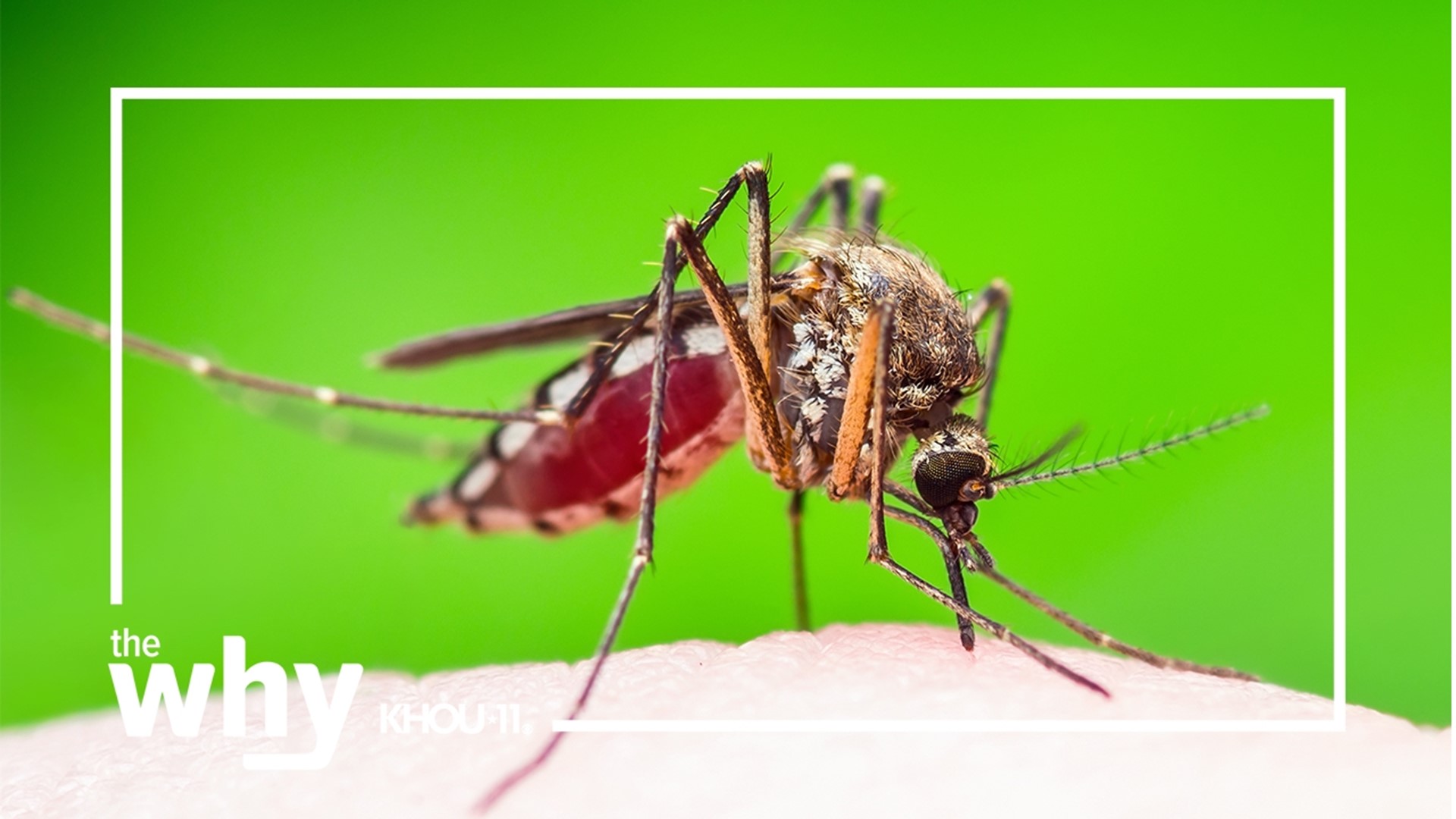 Research shows Houston has fewer “mosquito days” and heat may be responsible.