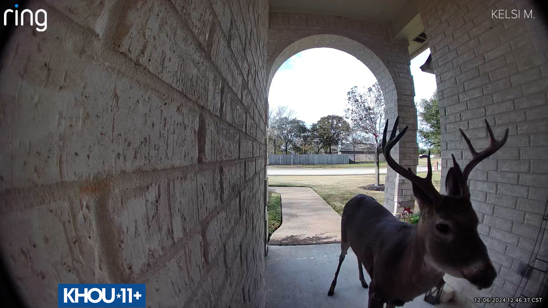 A deer is seen looking at his reflection on a door in Texas. He was checking on things before Christmas.