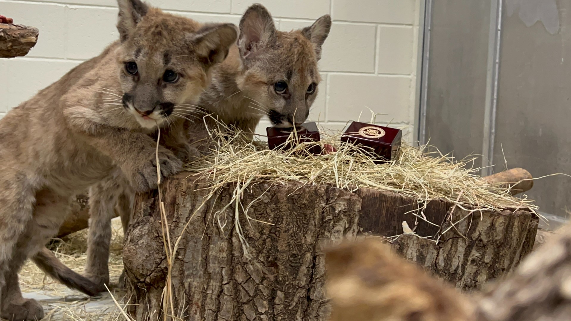 Shasta VII and his brother Louie, two new cougar cubs at the Houston Zoo, are already taking part in the long-held UH tradition of guarding the rings