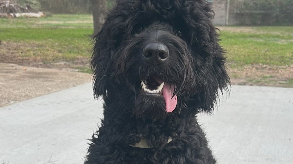 Splendora families ask for help finding beloved Goldendoodles - Vimarsana News