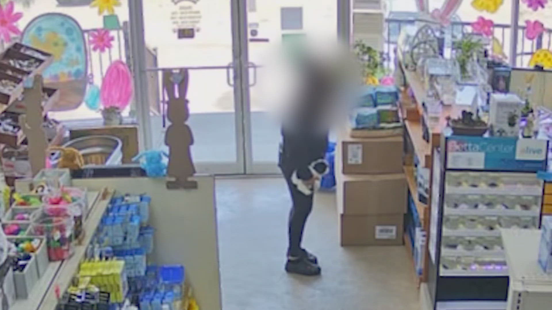 Puppies stolen from a southeast Houston pet store have been returned less than a day after a KHOU 11 News report aired.