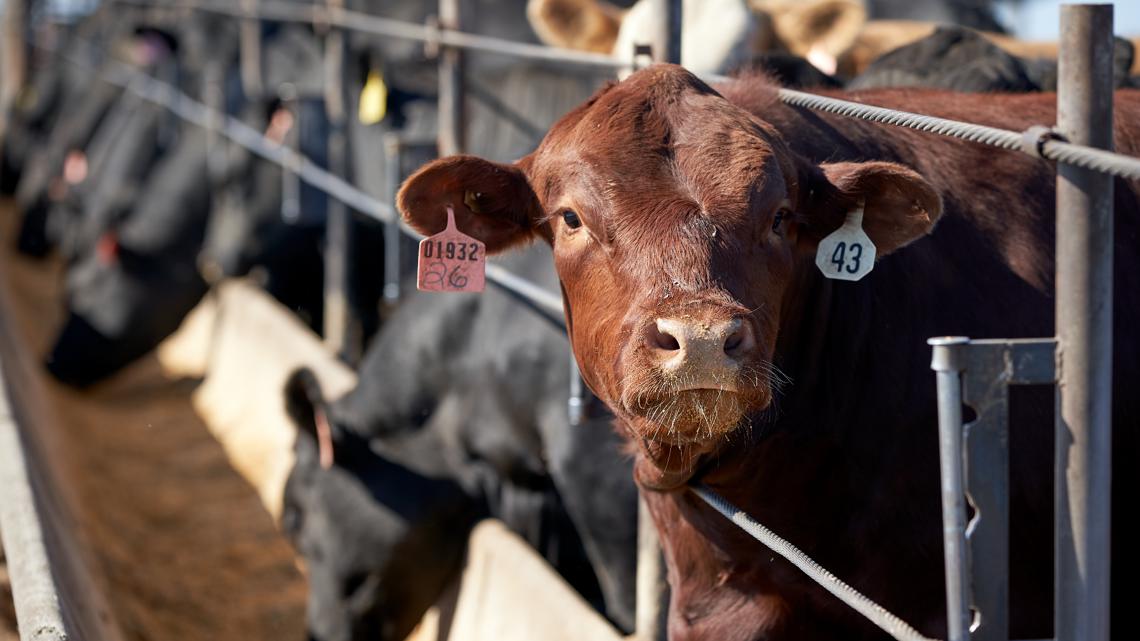 New law means lab-grown meat is a no-go in Texas