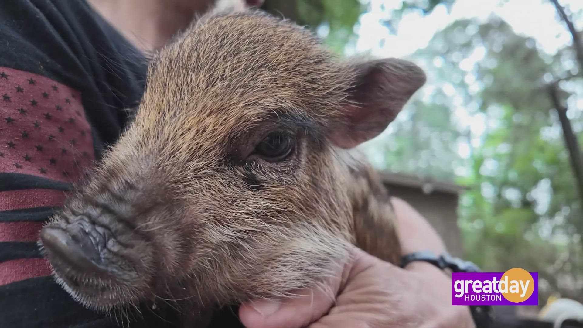If you're looking for a non-traditional furry friend, here's an alternative that could make you squeal with delight – How about a mini pig?