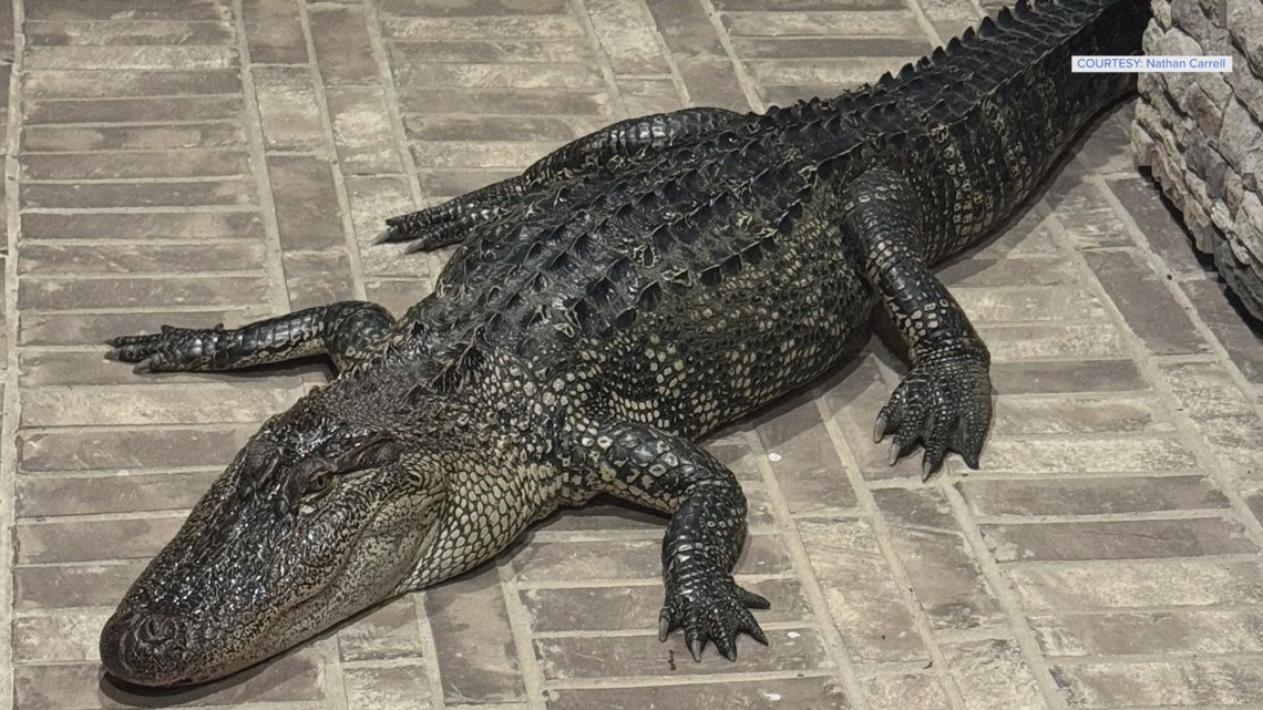 Gator sighting in Texas neighborhood: Experts urge caution and distance