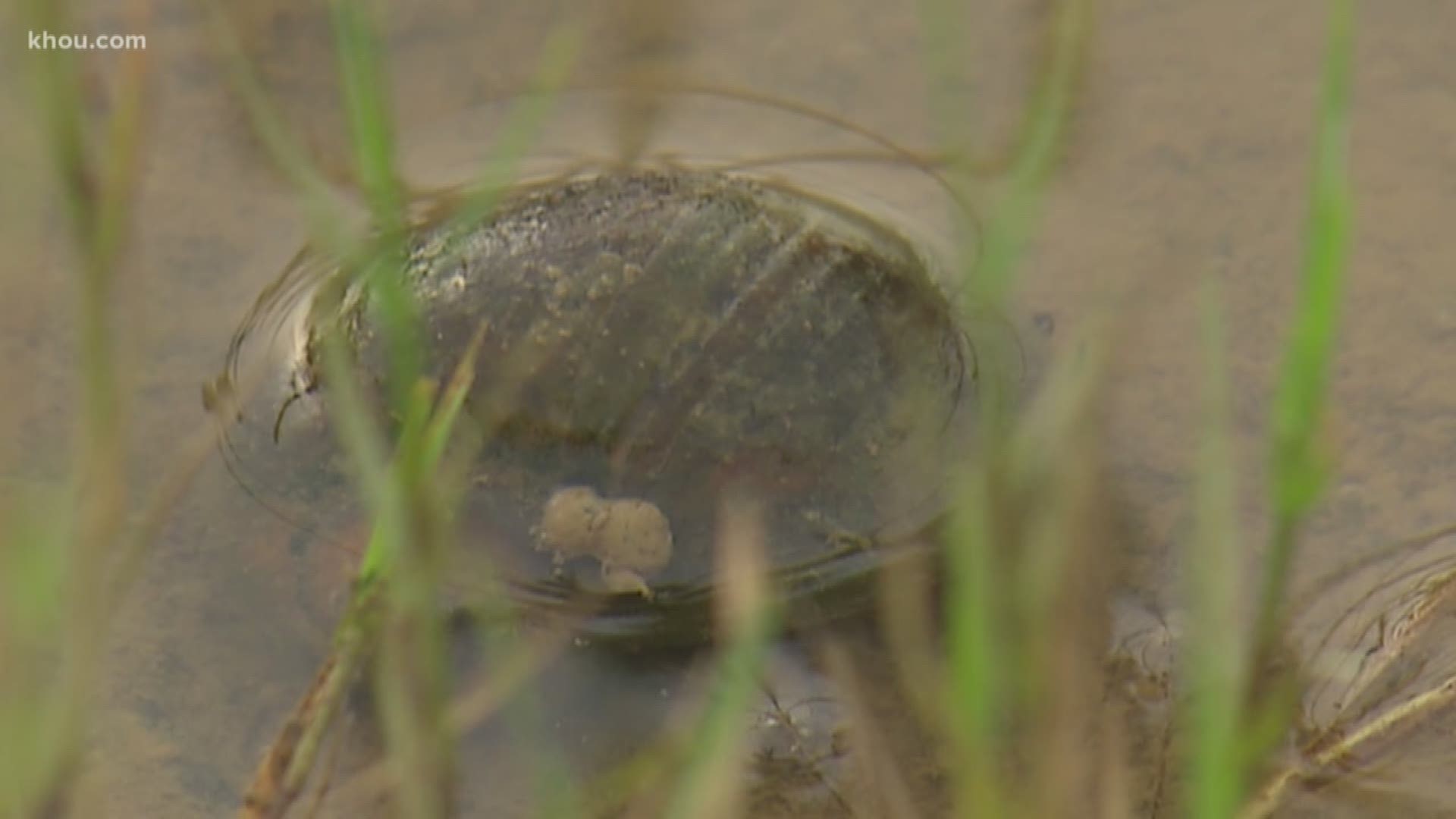 An invasive and aggressive species of snail has popped up in the Tamarron community in Katy.