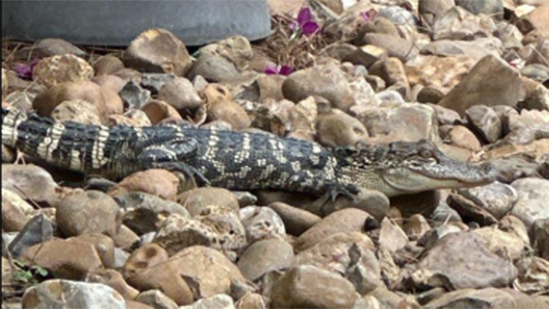 Gator Def Small gator goes for a swim in Cinco Ranch pool...and doesn't want to ...
