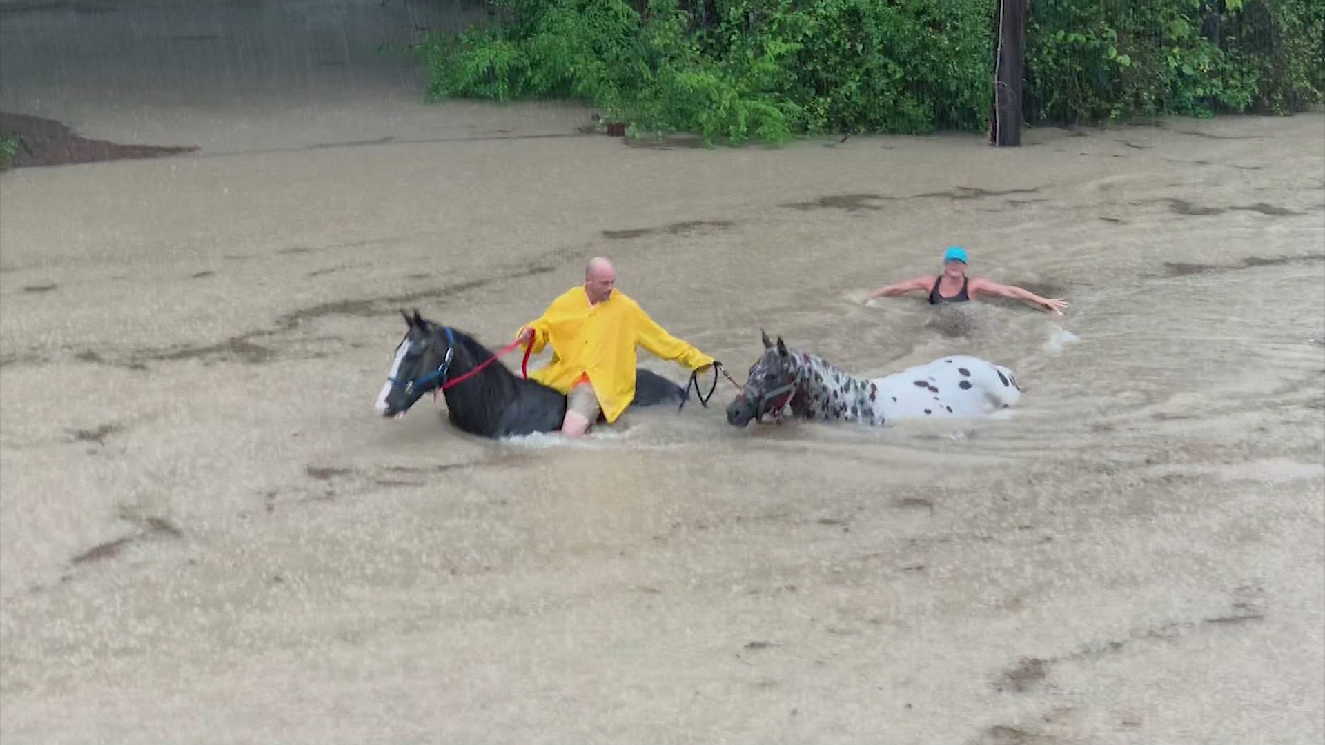 Several horses trapped in chest-deep floodwaters were rescued from the Cypress Trails Equestrian Center in Humble.