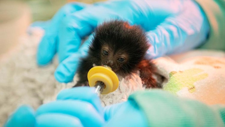Photos: Tiny monkey born at Houston Zoo