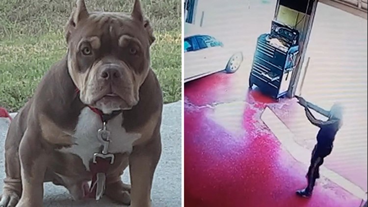 Video: Armed thieves snatch rare dog in broad daylight at car wash off 1960