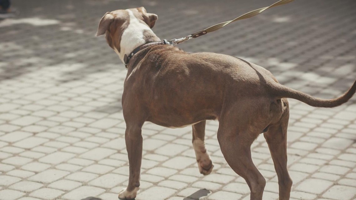 Houston, Galveston, Texas dog attacks