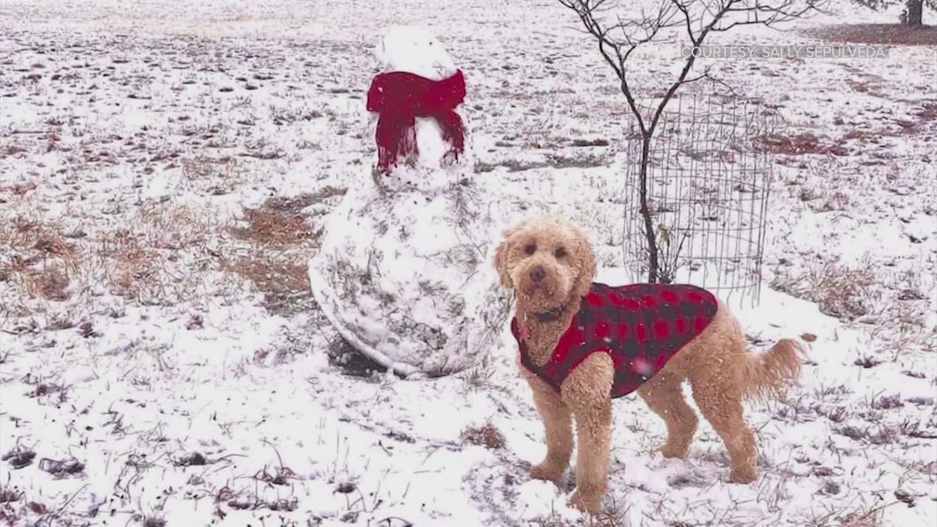 This is Buttercup, who spent all day playing in the snow in Round Mountain, Texas with owner Sally Sepulveda.