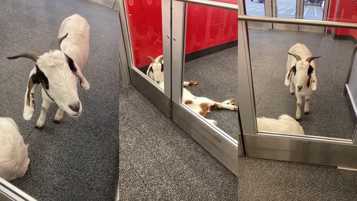 Are Dogs Allowed In Target In Texas