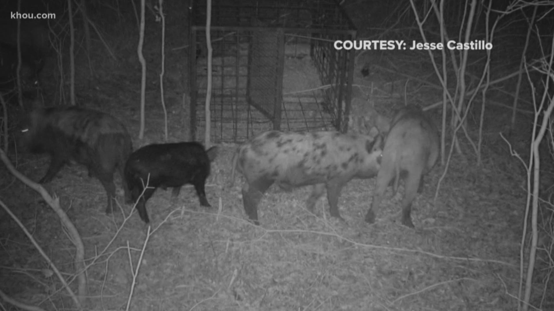 The feral hog problem in The Woodlands is so bad, the township is ready to pay someone to come up with a solution.