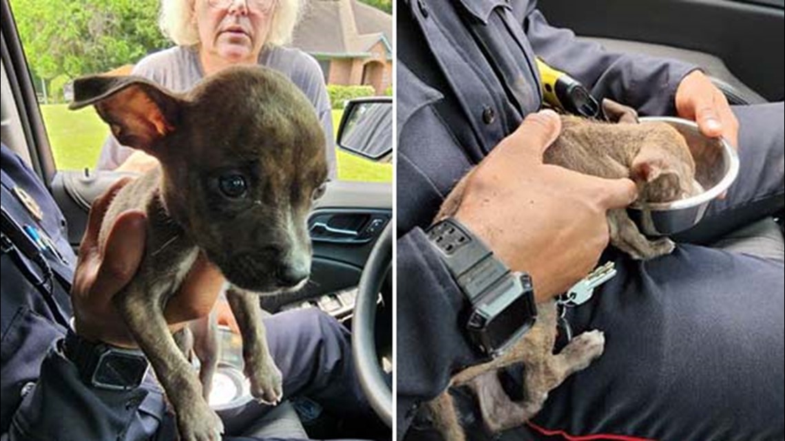 Anak anjing diselamatkan dari saluran pembuangan badai di Spring, Texas