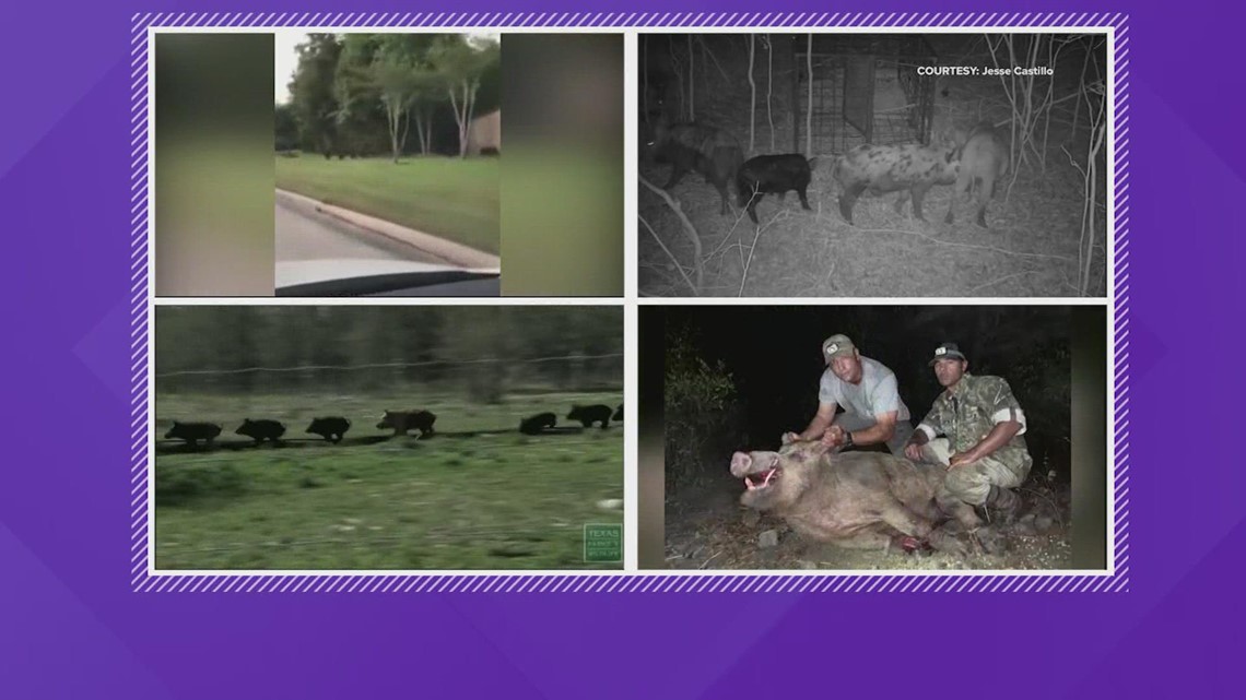 Mengapa babi liar menyukai daerah Houston?  Jawabannya ada di tanah