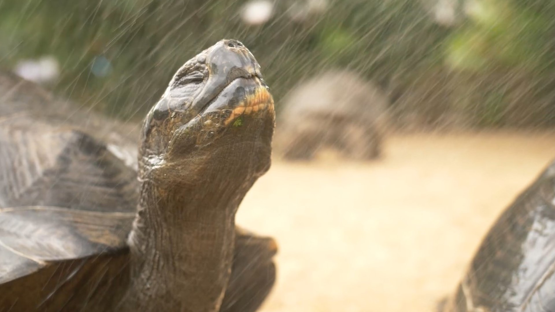 How Houston Zoo animals beat the heat 