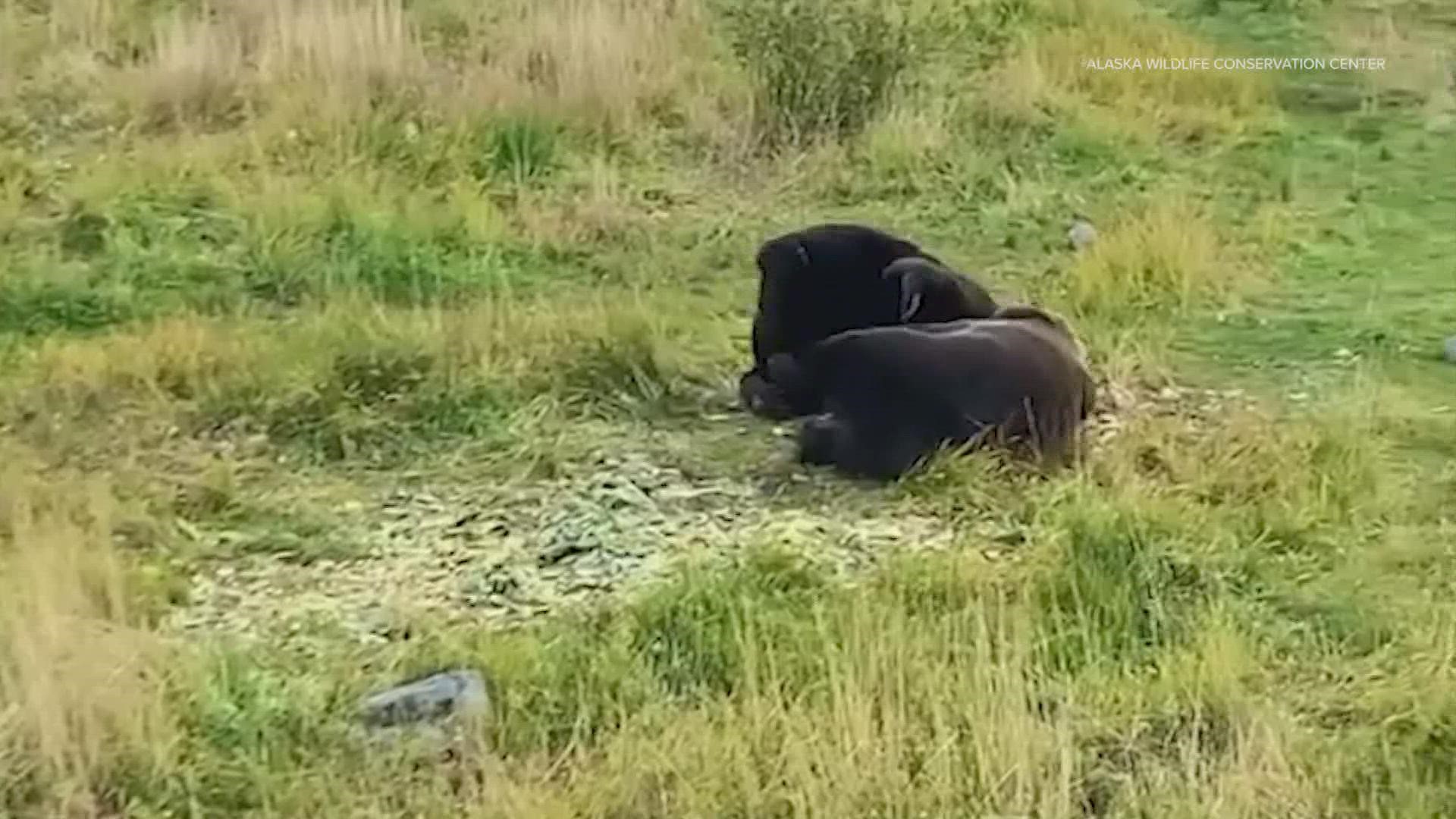 Video is from the Alaska Wildlife Conservation Center.