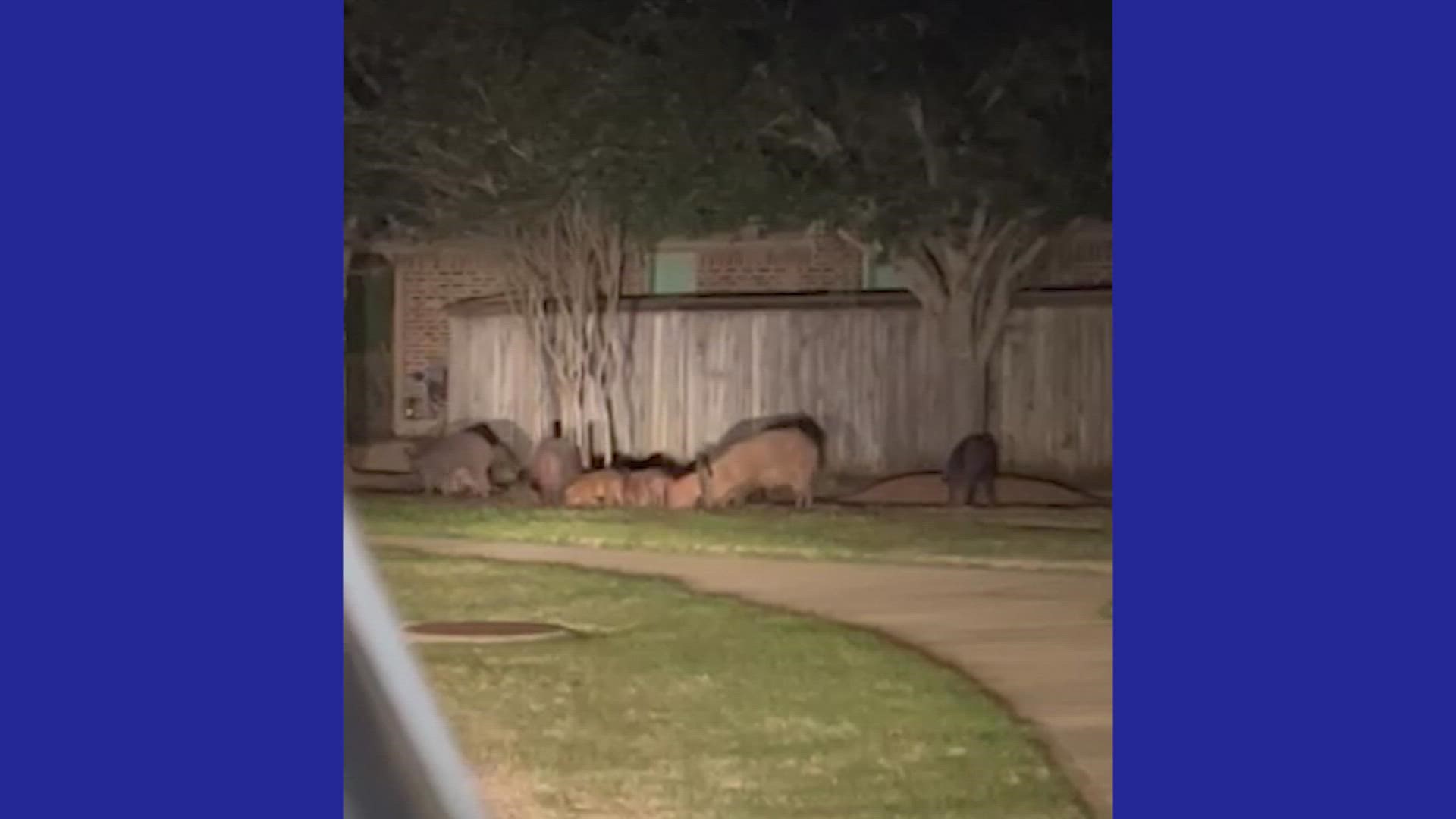 Residents who exercise or walk their pets at night are being told to be on high alert due to the dangerous animals.