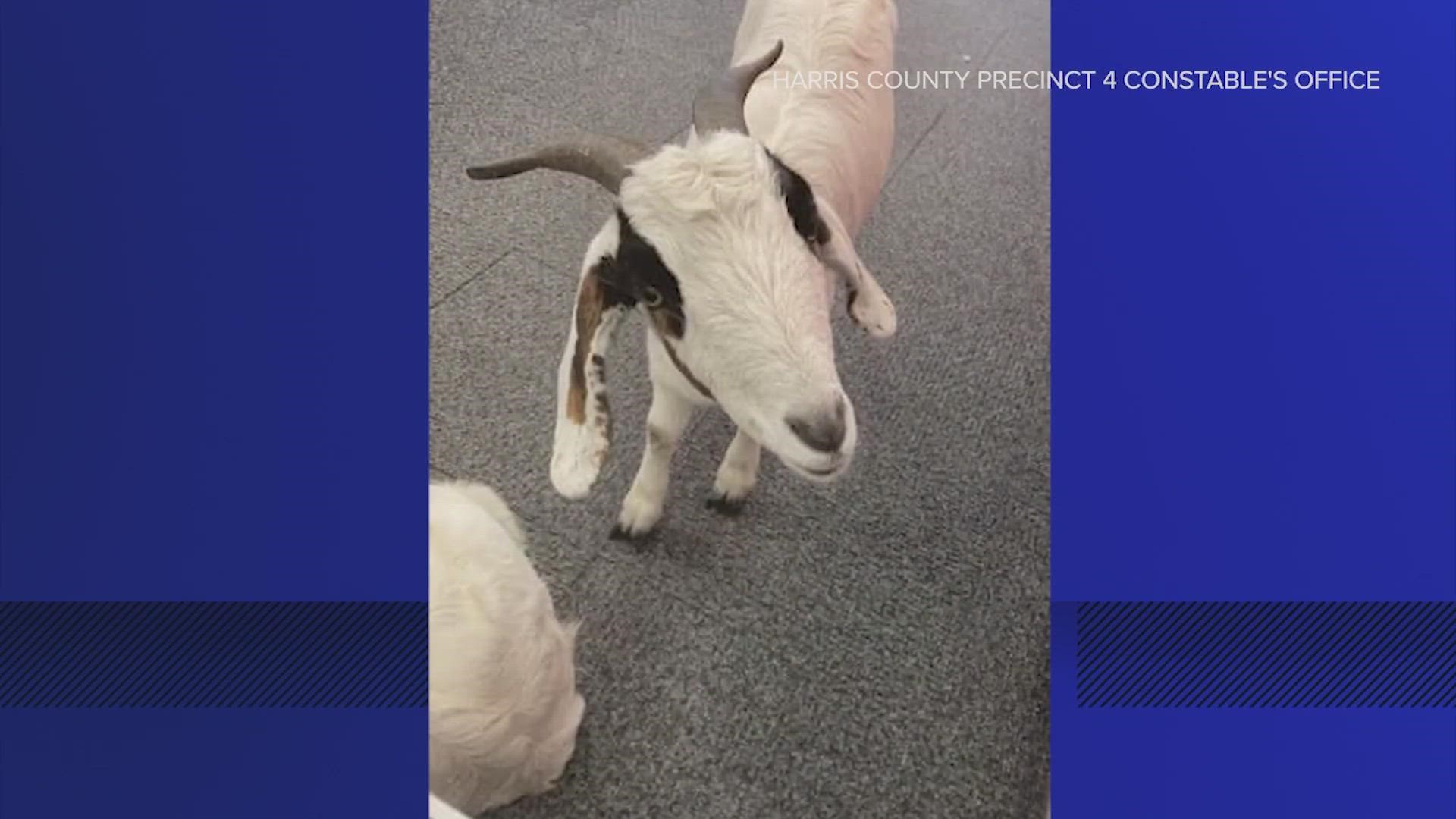 Deputies with the Harris County Precinct 4 Constable's Office were able to contain the goats and turn them over to trained professionals.