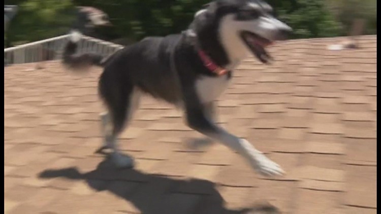 Husky becomes neighborhood roof watch