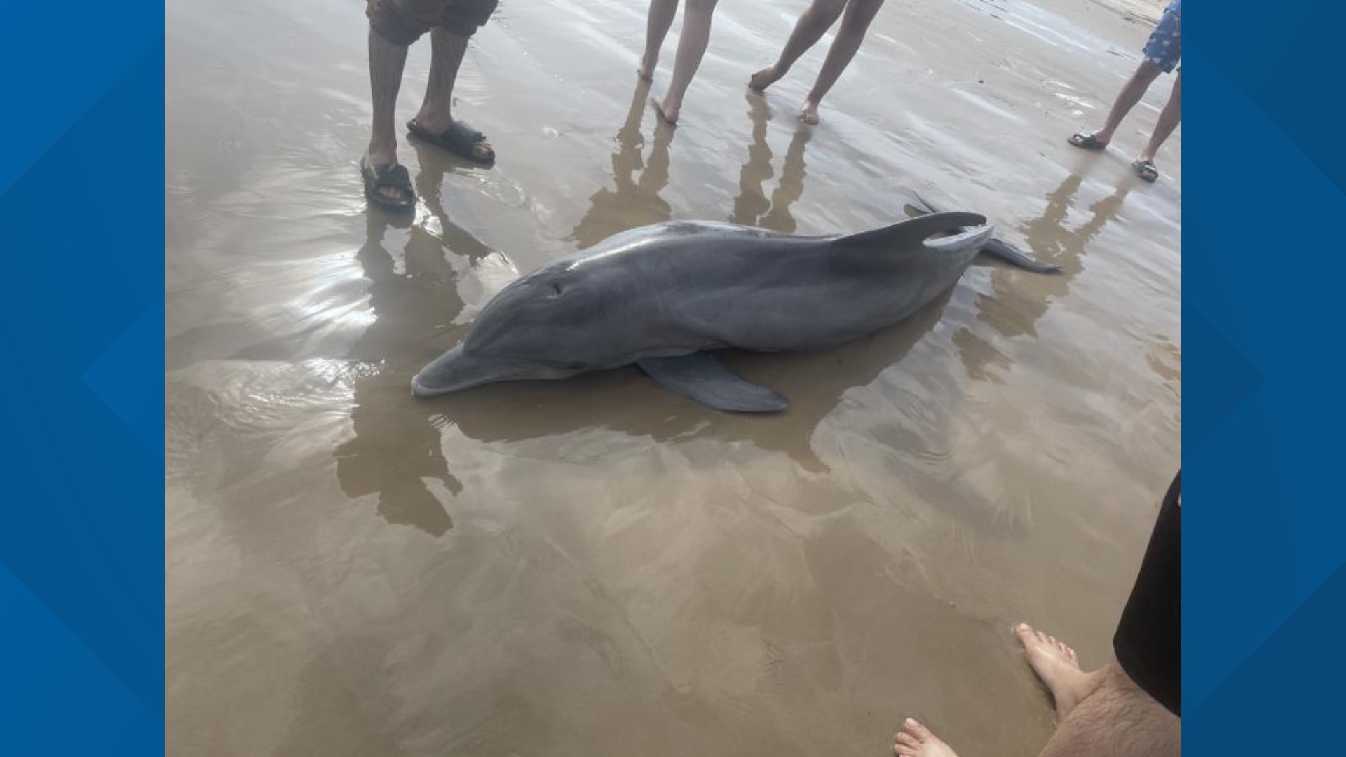 Reward Offered For Individuals Who Harmed Dolphin On Texas Beach | Khou.com