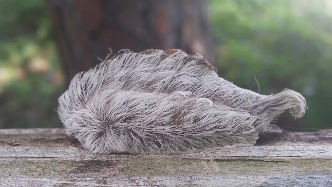 Puff packs a punch! Don't touch these hairy caterpillars