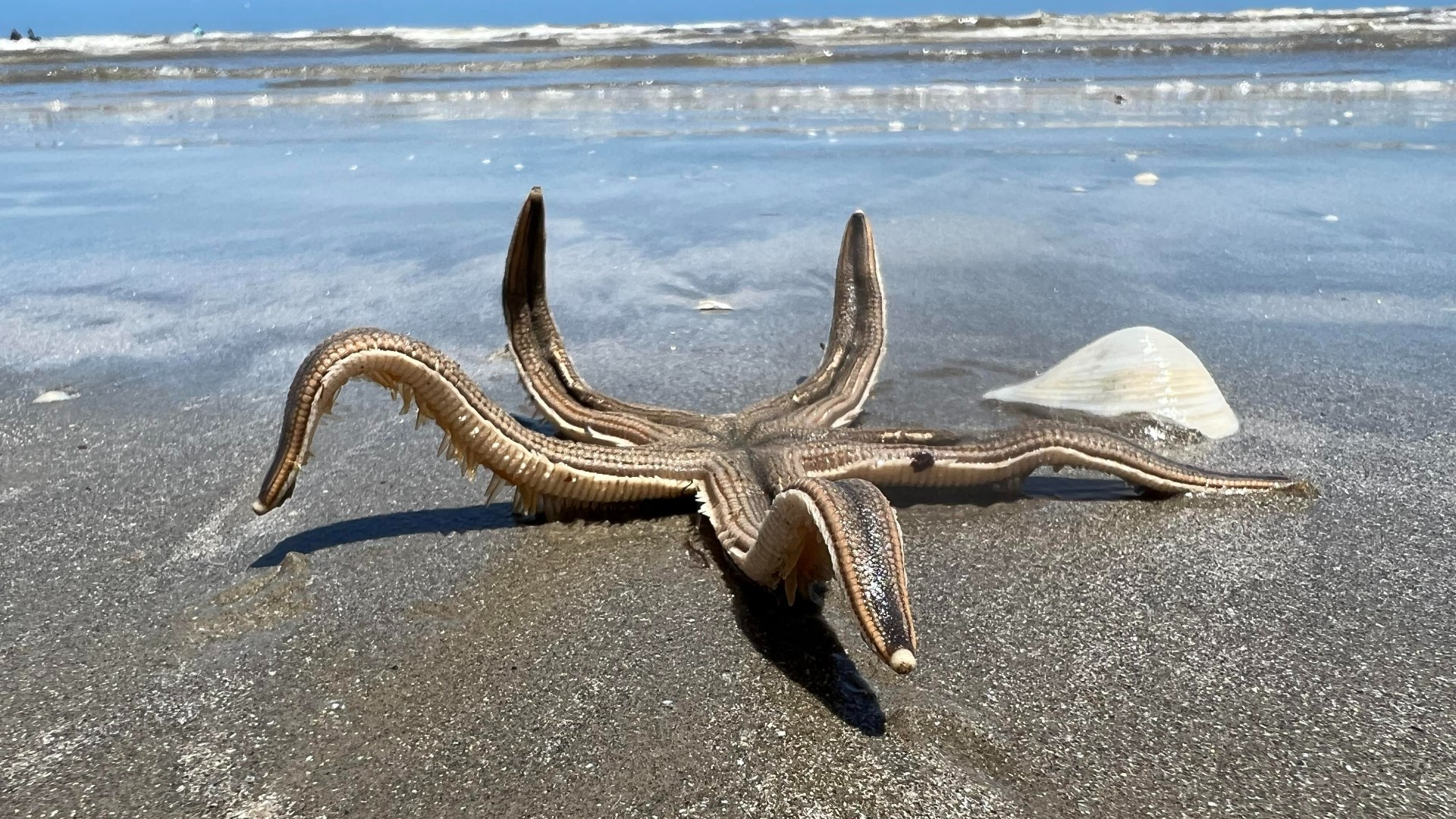 Large starfish spotted along beach in Port Aransas, Texas