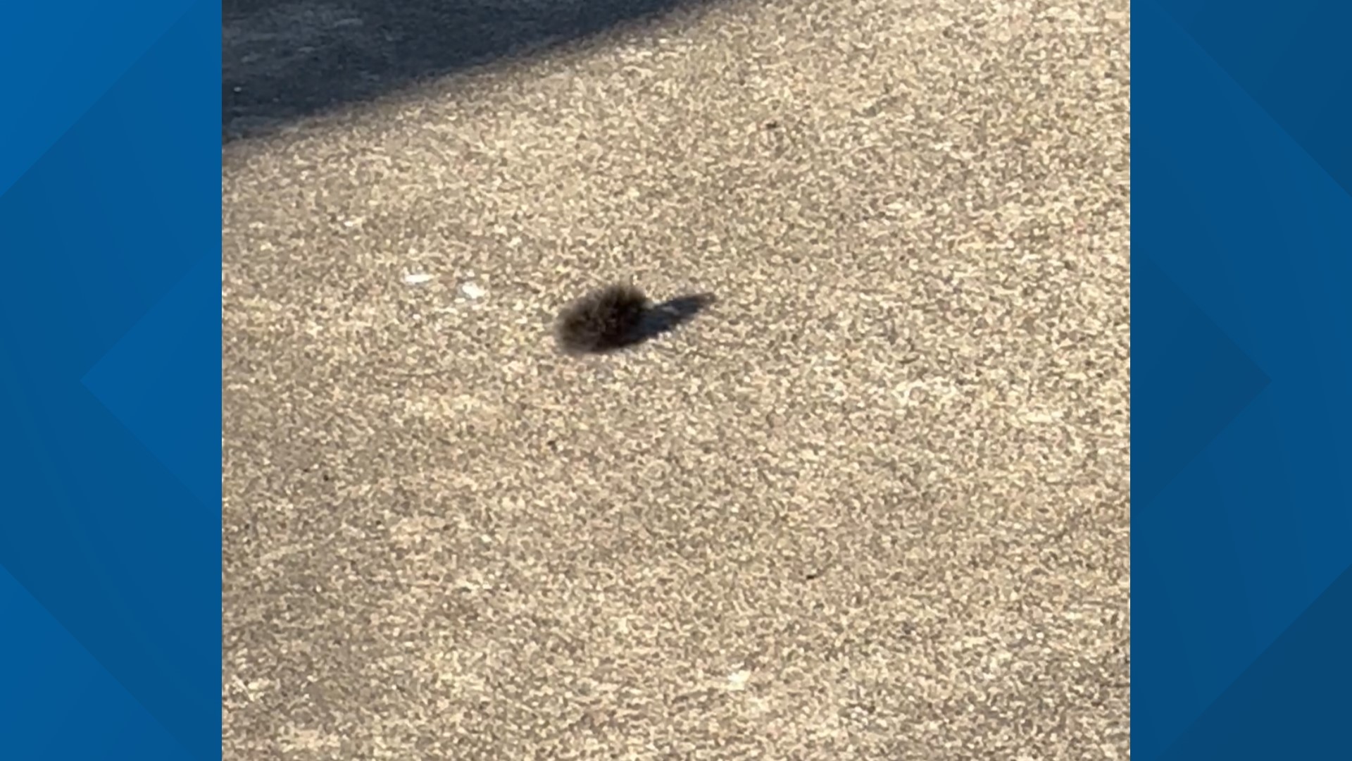 Sighting of a saltmarsh caterpillar during spring in Houston