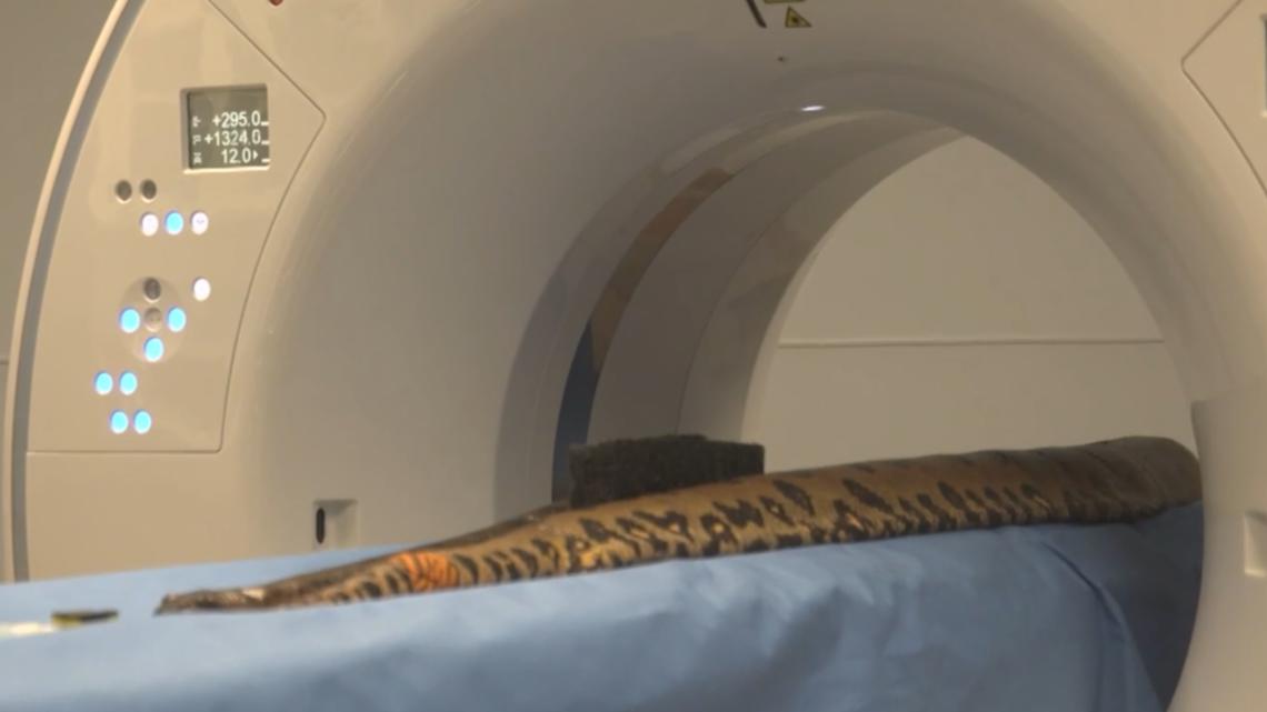 What it looks like when the Houston Zoo gives a 13-foot anaconda a CT scan